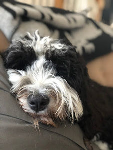 Meet your Posher, Amelia